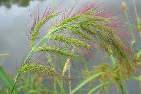 Image result for Echinochloa ugandensis