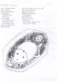 Monohybrid cross work key, amoeba sisters video recap monohybrid crosses mendelian, monohybrid cross work answers, amoeba sisters meiosis work answers,. Adams Amelia Honors And Academic Biology Resources