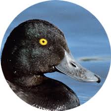 Allerdings gibt es auch hybriden aus bergenten und reiherenten. Vogelwarte Ch Bergente