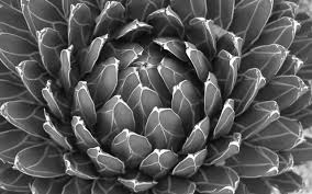 Black And White Cactus Wallpaper Pin By Maor Zabar Designs On Yr 11 Mock Exam Natural Armour Black Succulents Black And White Wallpaper Wallpaper