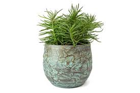 Image result for Senecio greenwayi