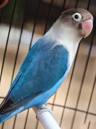 Suara burung love bird terbaik untuk masteran. 110 Ide Love Bird Burung Burung Cantik Warna