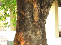 Image result for Guibourtia coleosperma