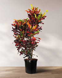 Image result for Croton