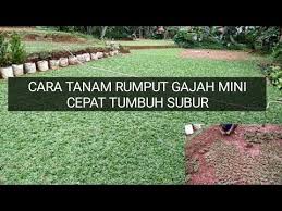 Pilihlah tanah dengan keadaan tanah yang tidak tandus atau kering untuk menanam rumput gajah. Cara Tanam Rumput Gajah Mini Cepat Tumbuh Lebat Youtube