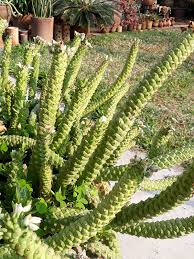 Image result for Monadenium rugosum