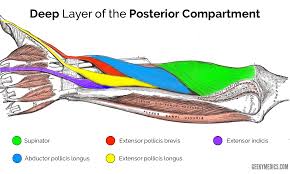 Anatomy of the arm, forearm, wrist, shoulder and hand: Muscles Of The Posterior Forearm Anatomy Geeky Medics