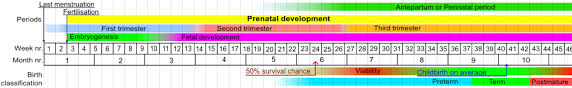 Prenatal Development Wikipedia