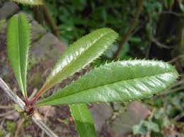 Image result for Berberis julianae