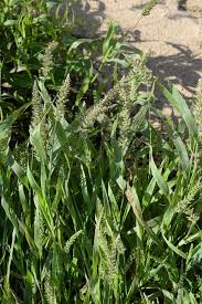 Image result for Setaria verticillata