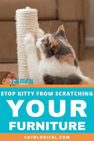 Pin On Cat Behavior Problems