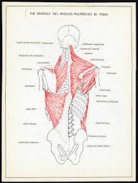 Learn vocabulary, terms and more with flashcards, games and other study tools. 2 Original Anatomical Drawings Human Torso Muscle Front Rear 1975 Ebay