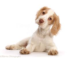 Human view (left) and dog view (right) of a dog with a yellow tennis ball. Dog Orange And White Cocker Spaniel Photo Wp45740