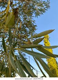 Image result for Searsia pentheri