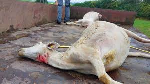 Sextape de shanna kress i had looked over a review that