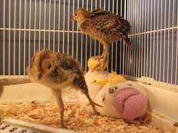 Diy Pheasant Rearing — Better Farm