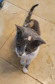 It commonly occurs at the pet owner's home, but may also occur at the provider's home or at a pet sitting place of business or organization. Pet Sitters In Israel Insured On Petbacker