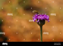 Image result for Vernonia galpinii