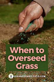 How To Overseed Your Lawn Grass Seed Lawn Care Tips Planting Grass