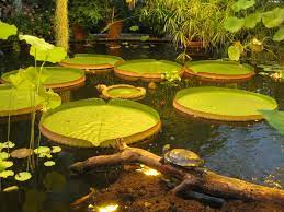 victoria house in the oslo botanical garden oslo norway lily pads garden pond design fish pond gardens amazing gardens