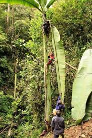 Banana plants take around nine months to grow up and produce banana tree fruit, and then once the bananas have been harvested, the plant dies. World S Biggest Banana Tree And Banana Digi Dunia Tanaman Buah Kehidupan Pedesaan