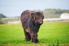 Midsize miniature cows measure from 42 to 48 inches at the hip. You Can Get Yourself A Fluffy Miniature Cow For A Pet