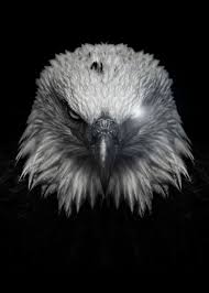 American Flag Eagle Tattoo Black And White Pin On Animal Posters