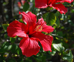 This fantastic arching shrub comes from tropical east africa and is also known as the coral hibiscus, the skeleton hibiscus and the chinese lantern. Hibiscus Flowers How To Grow And Care For Australian House And Garden