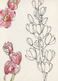 Sketch 24 Oktober 2010 Ms 2 Flower Drawing Flower Sketches Floral Drawing