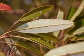 Image result for Diospyros mweroensis
