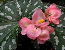 Volunteer Park Conservatory