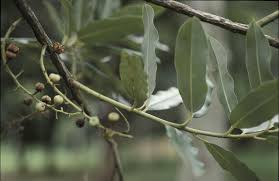 Image result for Agarista salicifolia