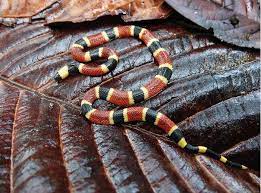 Ethical Forestry Milk Snake Snake Coral Snake