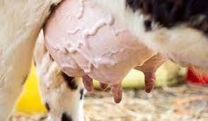 The Reality Of Dairy Killing Calves Animals Australia