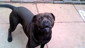 Maybe you would like to learn more about one of these? American Bulldog X Pitbull On Guard Youtube