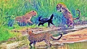 Honey Badger Fight with 3 Leopard, Tendua Aur Bijju Ka Video: 3 तेंदुओं से अकेले ही भिड़ गया ये छोटा सा जानवर, वीडियो देख लोग बोले- लाइफ में इतना कॉन्फिडेंस चाहिए!