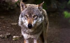Wolf hd wallpapers backgrounds wallpaper 1920×1080. Seite 1 Wolf Hd Hintergrundbilder Kostenlose Desktop Hintergrunde