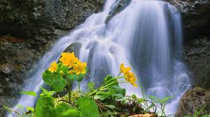 Download Wallpaper 2560x1440 Waterfall Rocks Flower Widescreen 16 9 Hd Background