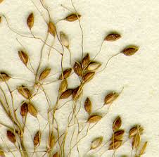 Image result for Panicum brevifolium