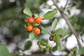 Image result for Ehretia rigida