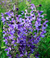 The flowers have 5 petals and appear from april to june. Purple Flower Names Enlisted With A Beautiful Photo Gallery Gardenerdy