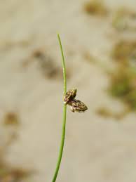 Image result for Isolepis setacea