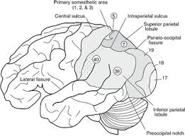 Image result for Parietal Lobe