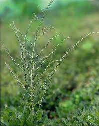 Image result for Phyllanthus mendesii