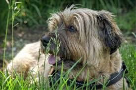 Nasal congestion is a common sign of sinus cancer and other head and neck cancers. Signs Symptoms Of Cancer In Dogs Canna Pet