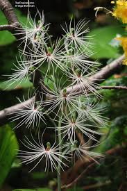 Image result for Habenaria
