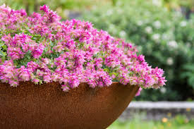 This plant has incredible crape paper like flowery bracts, they dangle from the stems. Origanum Bellissimo Pbr