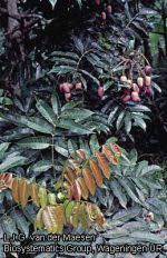 Image result for Pachylobus edulis