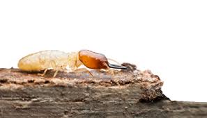 Ledford's termite and pest control inc. Home Page Preventive Pest Southern California
