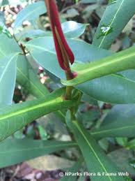 Image result for Trisetopsis milanjianum